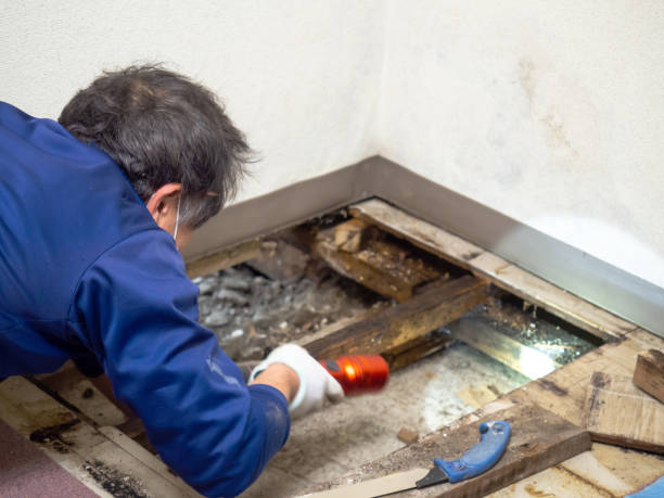Best Black Mold Removal  in San Leon, TX