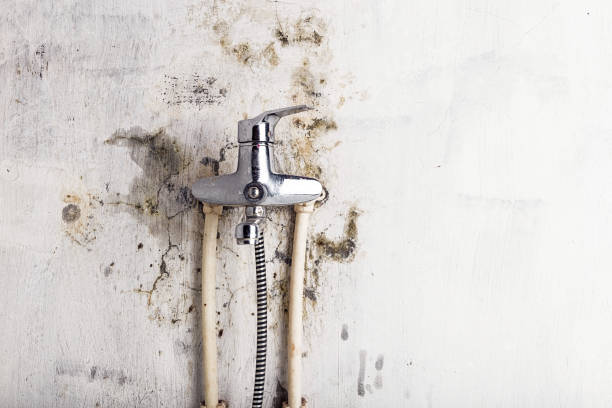 Best Fast Mold Removal  in San Leon, TX