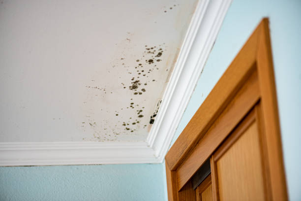 Best Office Mold Removal Services  in San Leon, TX