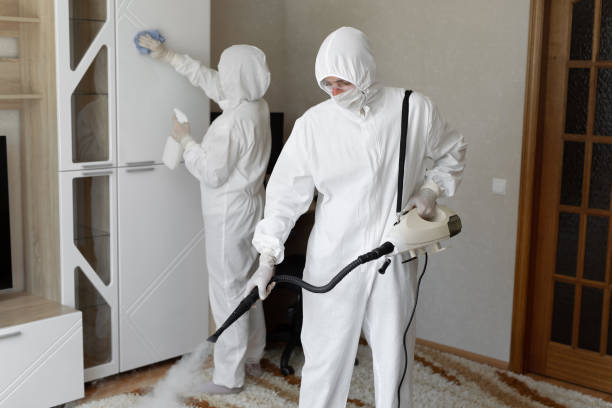 Mold Removal Process in San Leon, TX