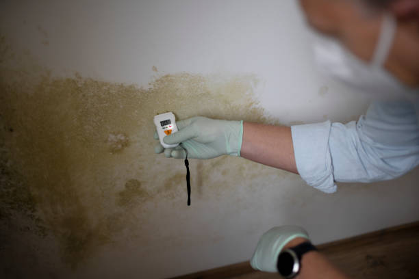 Best Residential Mold Removal  in San Leon, TX