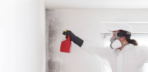 Best Professional Mold Removal  in San Leon, TX