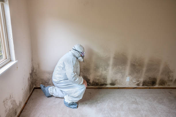Best Same-Day Mold Removal  in San Leon, TX