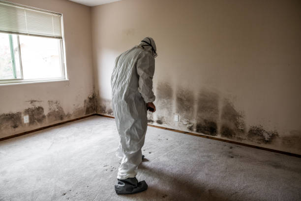 Best Emergency Mold Removal  in San Leon, TX
