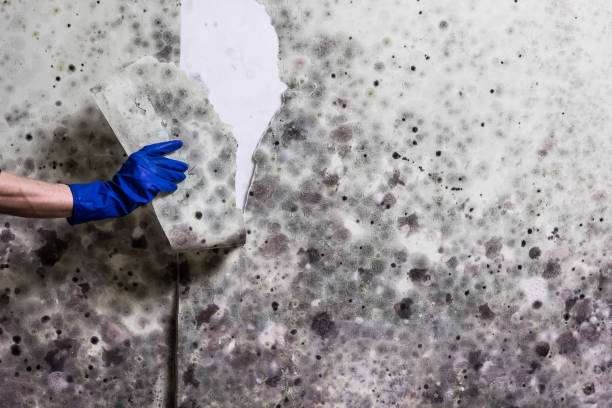 Best Attic Mold Removal  in San Leon, TX