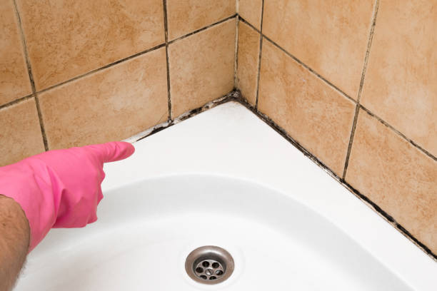 Best Fast Mold Removal  in San Leon, TX